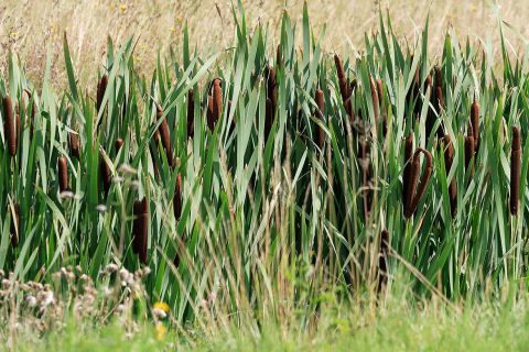 Cattail growing outside of the Mercer Stendal pulp mill in Arneburg, Germany