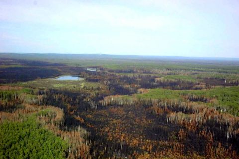 Natural disturbance in the form of wildfire, natural retention in the forest