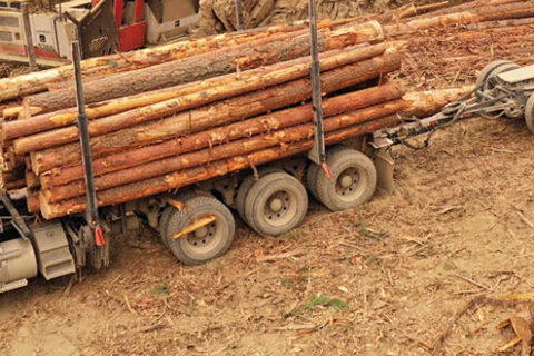 Log truck carrying load of roundwood through a Mercer Celgar work site