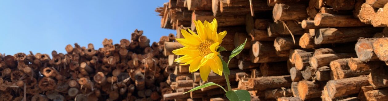 Sunflower growing in the log yard of Mercer Celgar pulp mill in Castlegar, British Columbia, Canada