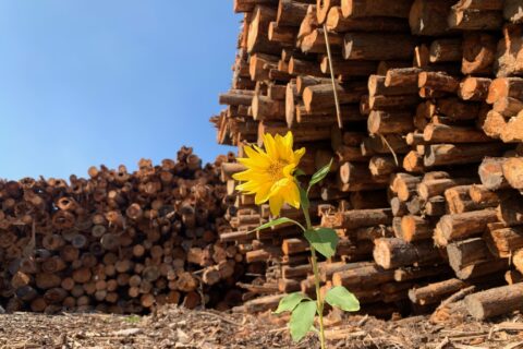 Sunflower growing in the log yard of Mercer Celgar pulp mill in Castlegar, British Columbia, Canada