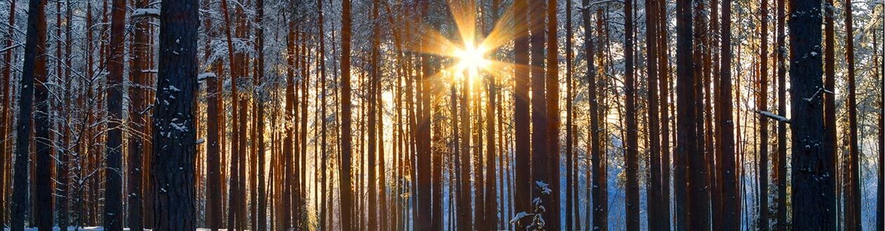 A forest in the Harz Mountains, Germany during the winter, sun peeking through the trees