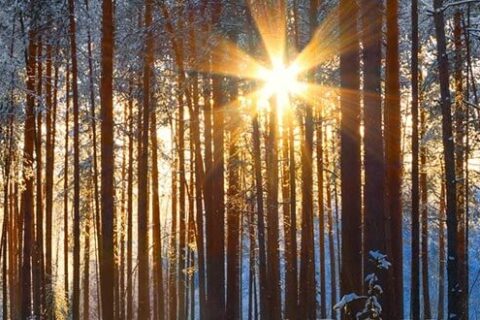A forest in the Harz Mountains, Germany during the winter, sun peeking through the trees