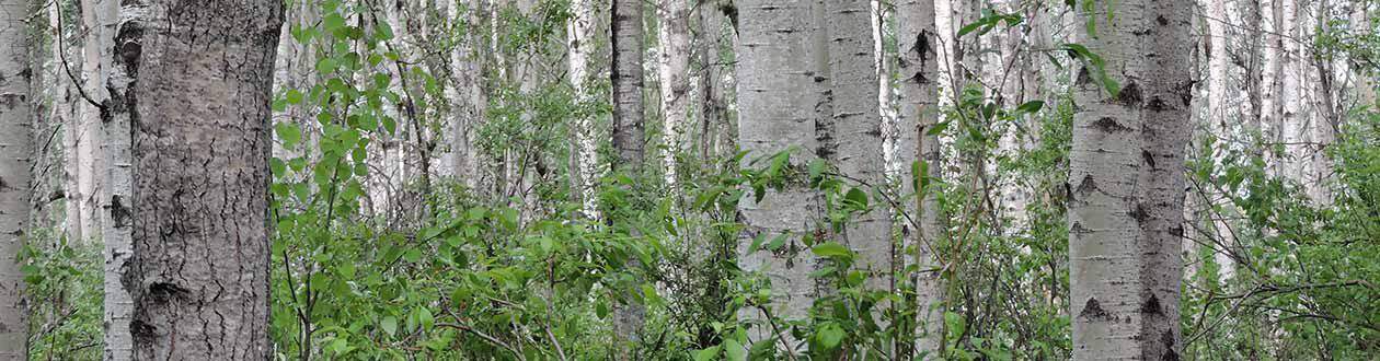 Aspen growth in Mercer Peace River's forest management area
