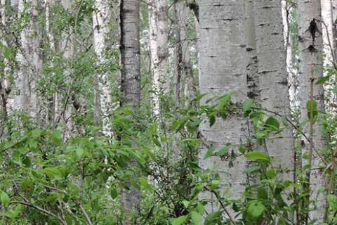 Aspen growth in Mercer Peace River's forest management area