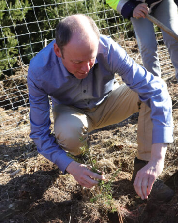 Martin Stöhr, managing director of Mercer Holz, plants a young coastal fir in the Stendal city forest.