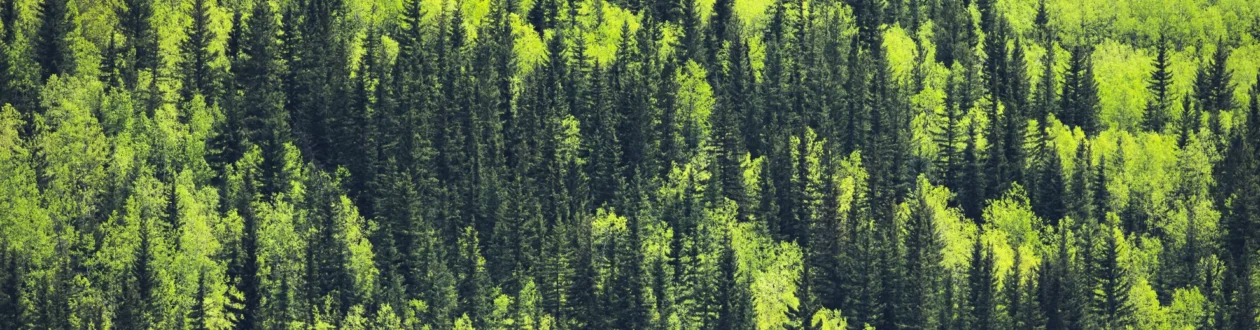 A dense forest of dark green conifers interspersed with patches of vibrant, sunlit lime green deciduous trees.