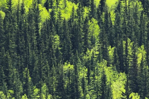 A dense forest of dark green conifers interspersed with patches of vibrant, sunlit lime green deciduous trees.