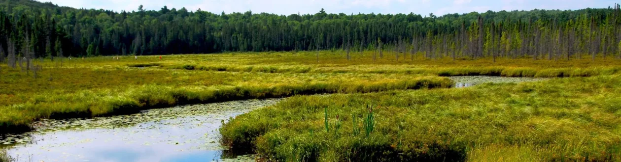 Panoramic marsh scene: winding stream with lily pads, green-yellow grass, scattered bare trees, and a dense forest.
