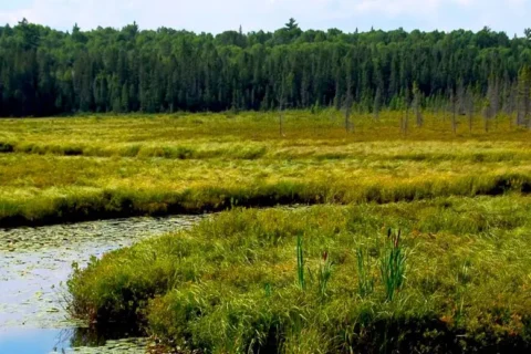 Panoramic marsh scene: winding stream with lily pads, green-yellow grass, scattered bare trees, and a dense forest.