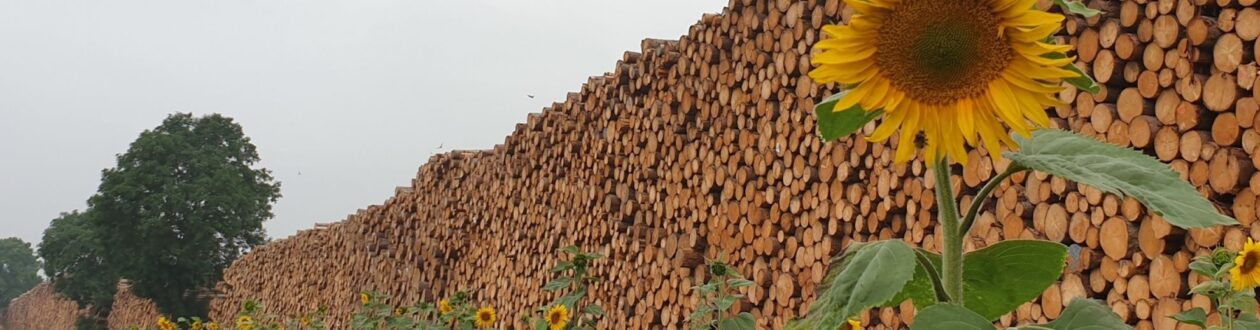 A sunflower in a roundwood yard at a Mercer Timber Products site