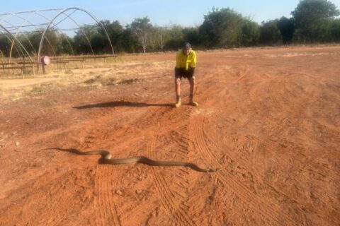 Photo credit: Tim Leary, capturing a snake on the Santanol plantation for the Bio-Spot Program