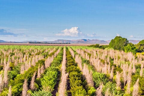 Santanol Sandalwood plantation in Kununurra, Western Australia