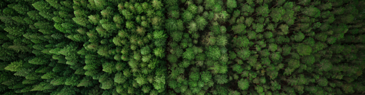A bird's eye view of a green coniferous forest.