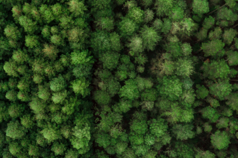 A bird's eye view of a green coniferous forest.