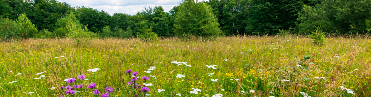 Landschaftsaufnahme einer blühenden Wiese.