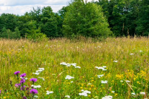 Landschaftsaufnahme einer blühenden Wiese.